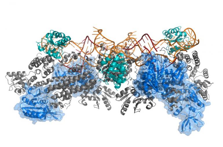 New platform for elucidation of large protein and nucleic acid structures in infections