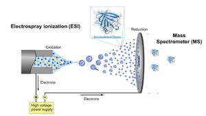 Electronic Interaction Phenomena: Proton Dynamics and Fluorescent ...