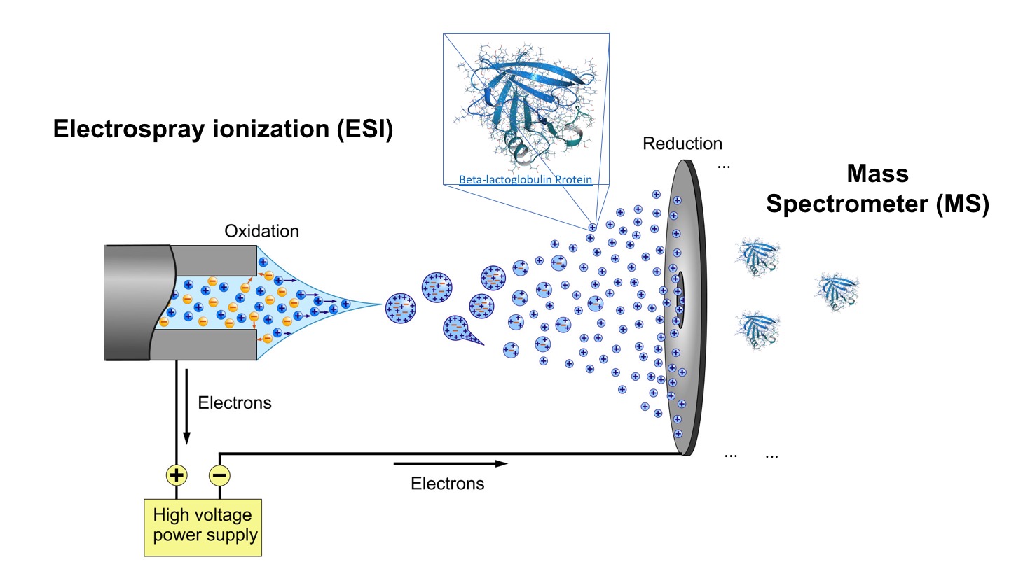 Electronic Interaction Phenomena: Proton Dynamics And Fluorescent ...