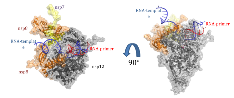 Model of the RNA-dependent RNA polymerase (RdRp)