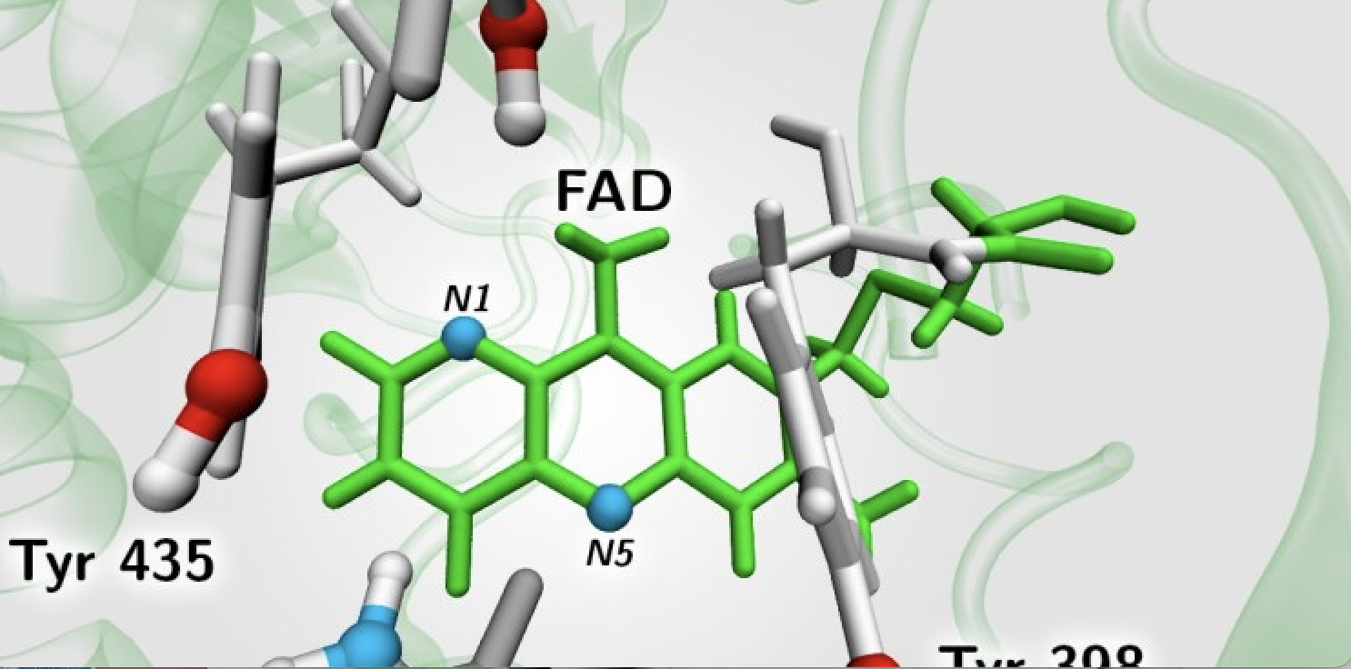 protein molecules 