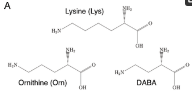 Scheme of Lysine and Lys-derivative structures