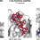 Cyclization and Docking Protocol for Cyclic Peptide–Protein Modeling Using HADDOCK2.4