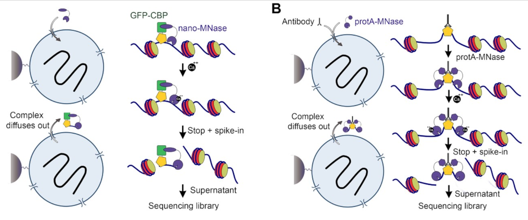 Experimental approach of greenCUT&RUN. Panels (A and B): Schematic of experimental strategy for greenCUT&RUN (A) and CUT&RUN (B). GreenCUT&RUN is rapid and easy protocol, which involves only three steps to complete. Panel (C): The GST protein fused to the GFP nanobody and MNase (nanobody-MNase) was expressed and purified from bacteria.